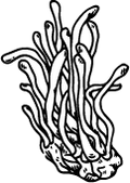 Cordyceps Militaris