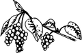 Schisandra Berry